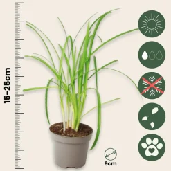 Plant In A Box Fleurs De Saison | - Tulbaghie - set de 3 - tulbaghia violacea - hauteur 15-25cm - ⌀9cm
