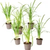 Plant In A Box Fleurs De Saison | - Tulbaghie - set de 6 - tulbaghia violacea - hauteur 15-25cm - ⌀9cm