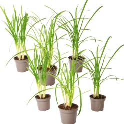 Plant In A Box Fleurs De Saison | - Tulbaghie - set de 6 - tulbaghia violacea - hauteur 15-25cm - ⌀9cm