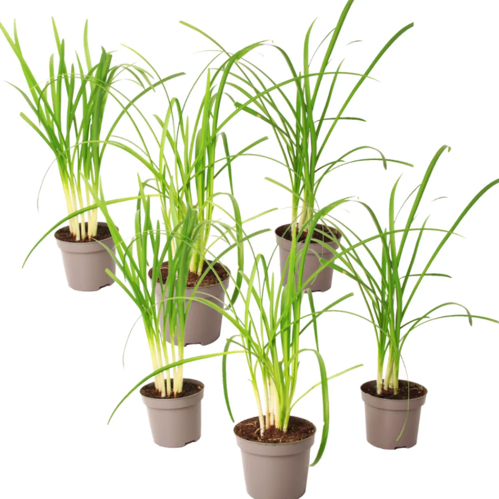 Plant In A Box Fleurs De Saison | - Tulbaghie - set de 6 - tulbaghia violacea - hauteur 15-25cm - ⌀9cm