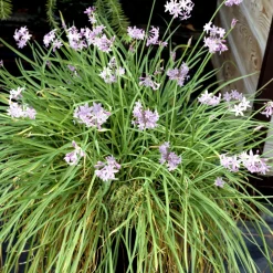 Plant In A Box Fleurs De Saison | - Tulbaghie - set de 6 - tulbaghia violacea - hauteur 15-25cm - ⌀9cm