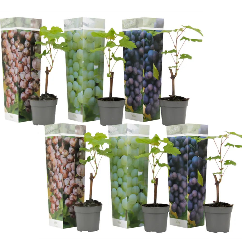 Plant In A Box - Vigne à raisin - set de 6 - vitis vinifera - hauteur 25-40cm - ⌀9cm Hot
