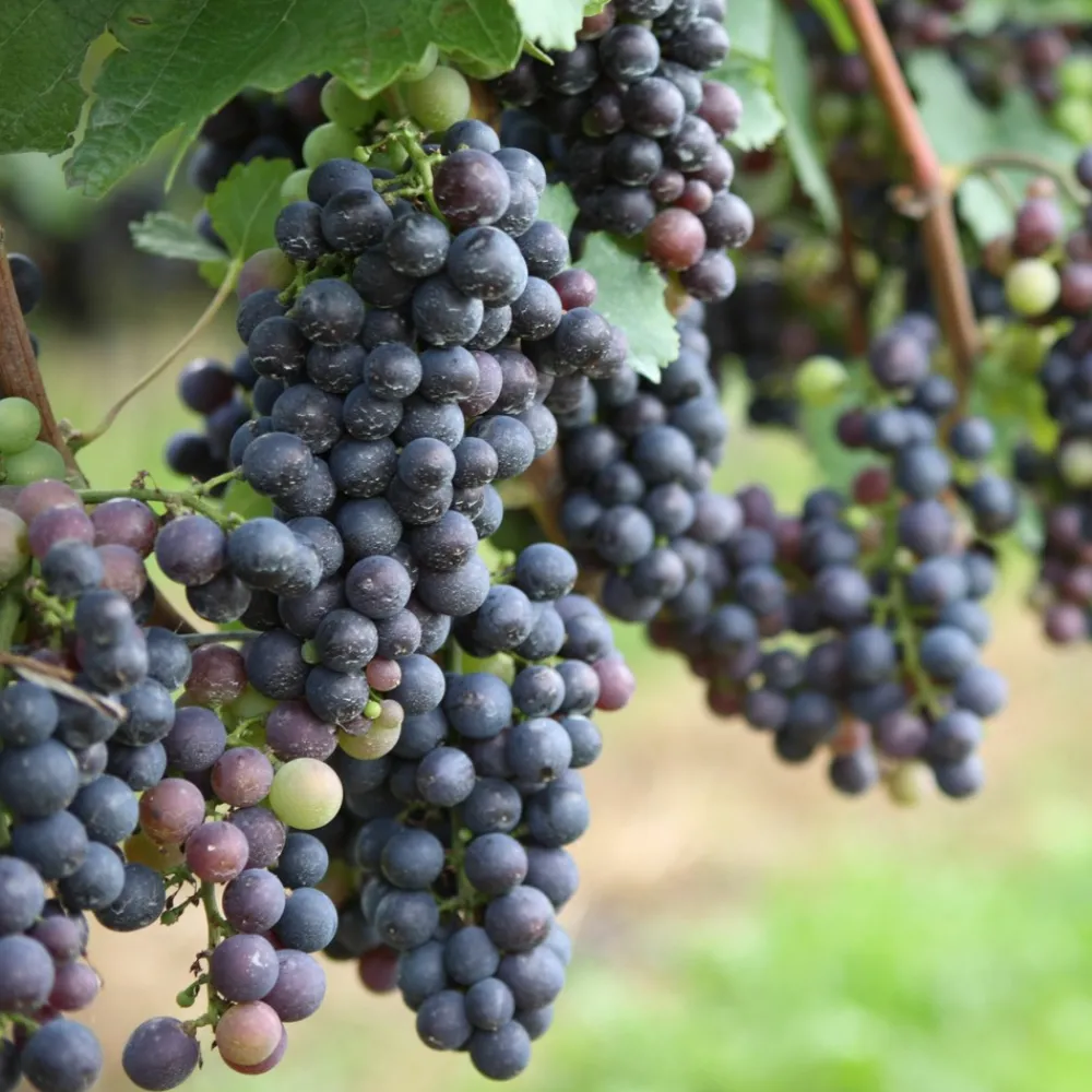 Plant In A Box - Vigne à raisin - set de 6 - vitis vinifera - hauteur 25-40cm - ⌀9cm Hot