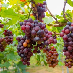 Plant In A Box - Vigne à raisin - set de 6 - vitis vinifera - hauteur 25-40cm - ⌀9cm Hot