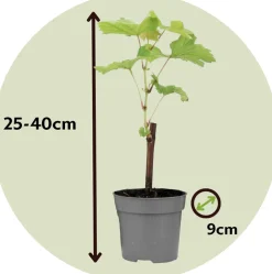 Plant In A Box - Vigne à raisin - set de 6 - vitis vinifera - hauteur 25-40cm - ⌀9cm Hot