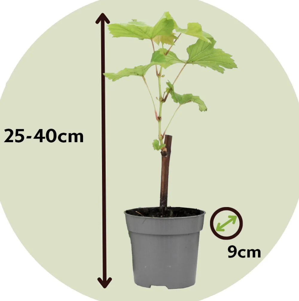 Plant In A Box - Vigne à raisin - set de 6 - vitis vinifera - hauteur 25-40cm - ⌀9cm Hot