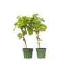 Plant In A Box Petits Fruits | - Vigne à raisin - set de 2 - vitis ‘himrod’, vitis ‘vanessa’ - h60-75cm - ⌀21cm
