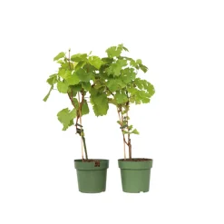 Plant In A Box Petits Fruits | - Vigne à raisin - set de 2 - vitis ‘himrod’, vitis ‘vanessa’ - h60-75cm - ⌀21cm