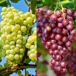 Plant In A Box Petits Fruits | - Vigne à raisin - set de 2 - vitis ‘himrod’, vitis ‘vanessa’ - h60-75cm - ⌀21cm