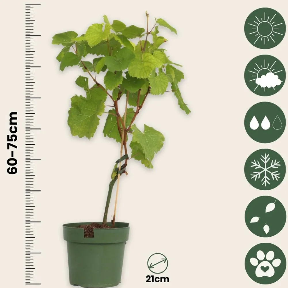 Plant In A Box Petits Fruits | - Vigne à raisin - set de 2 - vitis ‘himrod’, vitis ‘vanessa’ - h60-75cm - ⌀21cm