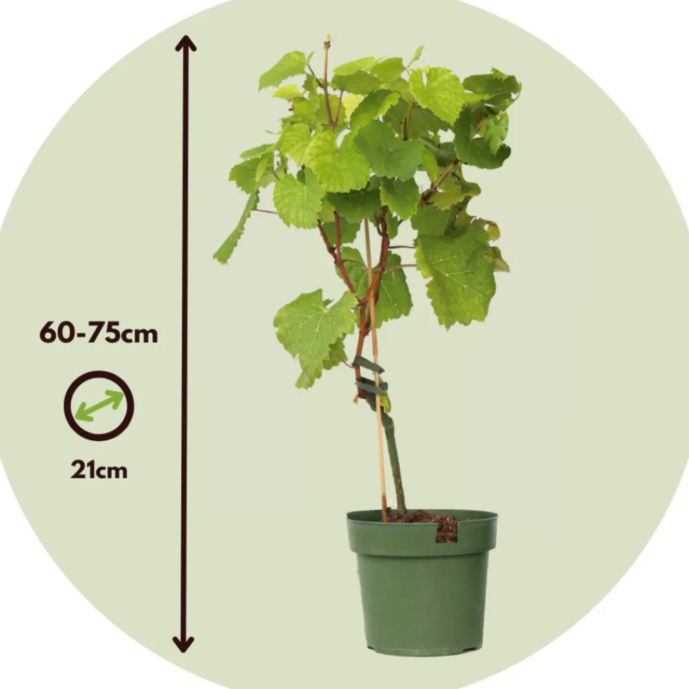 Plant In A Box Petits Fruits | - Vigne à raisin - set de 2 - vitis ‘himrod’, vitis ‘vanessa’ - h60-75cm - ⌀21cm