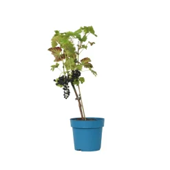 Plant In A Box - Vigne à raisin - vitis vinifera ‘nero’ - hauteur 60-75cm - ⌀21cm Best