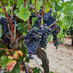 Plant In A Box - Vigne à raisin - vitis vinifera ‘nero’ - hauteur 60-75cm - ⌀21cm Best