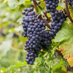 Plant In A Box - Vigne à raisin - vitis vinifera ‘nero’ - hauteur 60-75cm - ⌀21cm Best