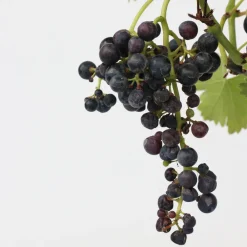 Plant In A Box - Vigne à raisin - vitis vinifera ‘nero’ - hauteur 60-75cm - ⌀21cm Best