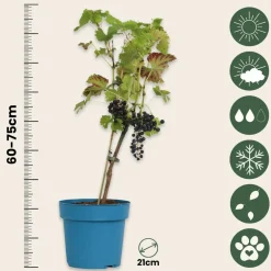 Plant In A Box - Vigne à raisin - vitis vinifera ‘nero’ - hauteur 60-75cm - ⌀21cm Best
