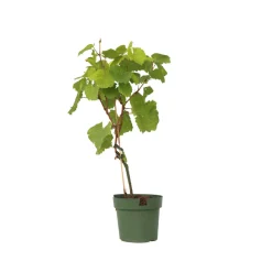 Plant In A Box - Vigne à raisin - vitis vinifera ‘vanessa’ - hauteur 60-75cm - ⌀21cm Online