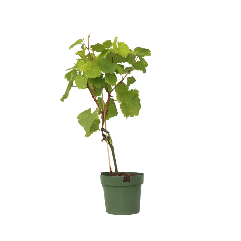 Plant In A Box - Vigne à raisin - vitis vinifera ‘vanessa’ - hauteur 60-75cm - ⌀21cm Online