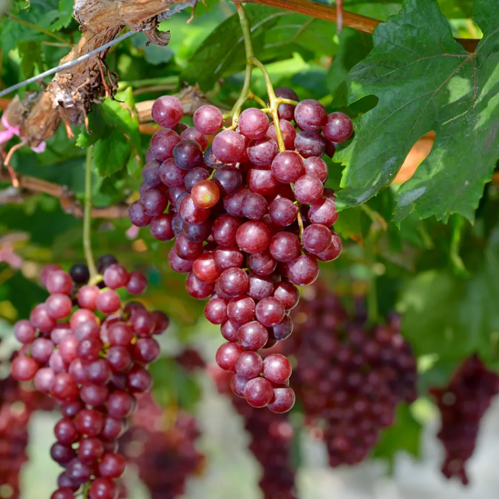 Plant In A Box - Vigne à raisin - vitis vinifera ‘vanessa’ - hauteur 60-75cm - ⌀21cm Online