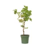Plant In A Box Petits Fruits | - Vigne à raisin - vitis vinifera ‘himrod’ - hauteur 60-75cm - ⌀21cm