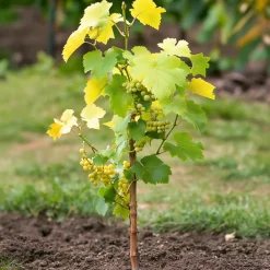 Plant In A Box Petits Fruits | - Vigne à raisin - vitis vinifera ‘himrod’ - hauteur 60-75cm - ⌀21cm