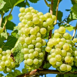 Plant In A Box Petits Fruits | - Vigne à raisin - vitis vinifera ‘himrod’ - hauteur 60-75cm - ⌀21cm