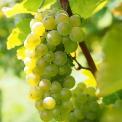 Plant In A Box Petits Fruits | - Vigne à raisin - vitis vinifera ‘himrod’ - hauteur 60-75cm - ⌀21cm