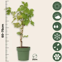 Plant In A Box Petits Fruits | - Vigne à raisin - vitis vinifera ‘himrod’ - hauteur 60-75cm - ⌀21cm