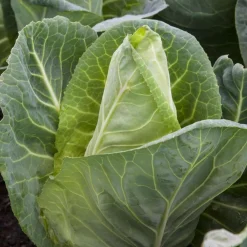 NA Plants de choux cabus Pointu 'Dutchman' F1 : barquette de 6 plants Outlet