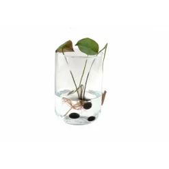 Radis Et Capucine Plantes De Bassin | - Coffret de culture du lotus
