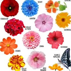 Radis Et Capucine Plants De Légumes Et Aromatiques | - Coffret 52 sachets de graines