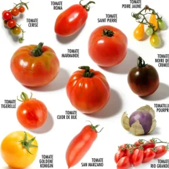 Radis Et Capucine Plants De Légumes Et Aromatiques | - Coffret 52 sachets de graines