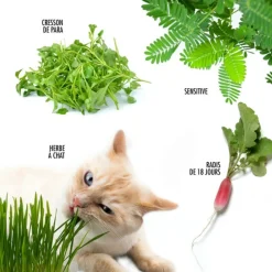 Radis Et Capucine Plants De Légumes Et Aromatiques | - Coffret 52 sachets de graines