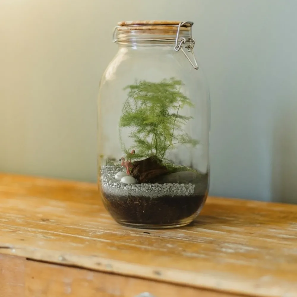 Radis Et Capucine - Terrarium à assembler soi-même avec graines d'asparagus à semer New