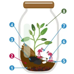 Radis Et Capucine - Terrarium à assembler soi-même avec graines d'asparagus à semer New
