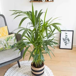 Reconciliation Vegetale - Palmier kentia d'intérieur d19 h120cm avec cache-pot Outlet