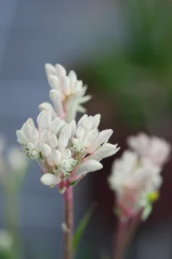 Roué Pépinières ROUÉ PÉPINIÈRES - Anigozanthos 'bush diamond' - en pot de 3 litres Outlet