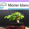 Saflax - Mûrier blanc - 200 graines - morus alba