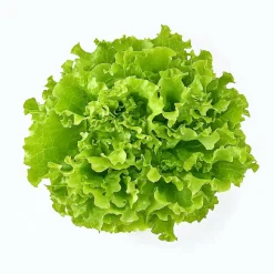 Semisauvage Permaculture Graines De Fleurs | - Coffret de graines - spécial salades -
