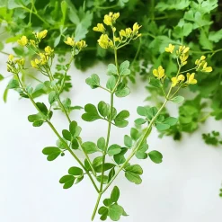 Semisauvage Permaculture - 100 graines de rue officinale (ruta graveolens) - Outlet