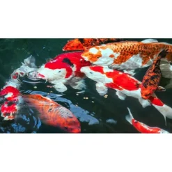 Sera - Printemps/ automne 500g koi professional aliment composé Online