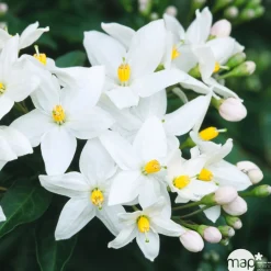 NA Solanum jasminoïdes, pot D11cm New