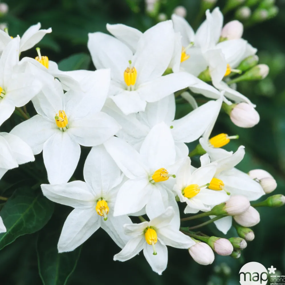 NA Solanum jasminoïdes, pot D11cm New