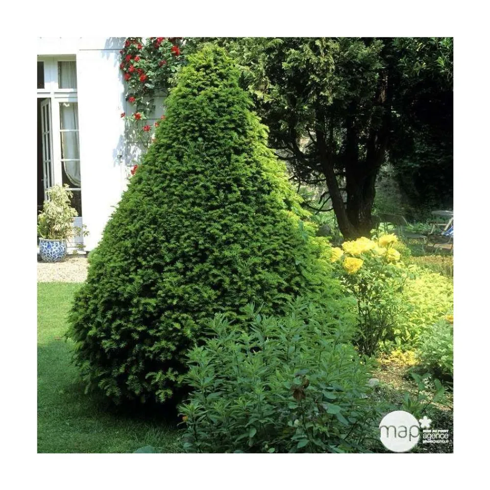 NA Taxus baccata, ctr 15L Best