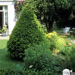 NA Taxus baccata, ctr 15L Best