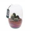 NA Terrariums Et Compositions | Terrarium avec cactus : D.25cm