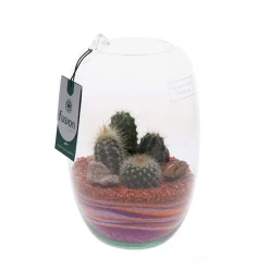 NA Terrarium avec cactus : D.25cm Discount