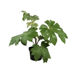 NA Tetrapax - Pot 10L Best