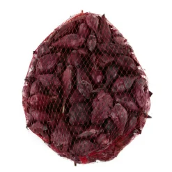 Truffaut - Bulbes d'oignons rouges 'Red Baron' en filet - 500 g Best