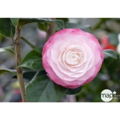 Truffaut - Camellia 'Désir' : H 40/50 cm, ctr 3-4 Litres Best